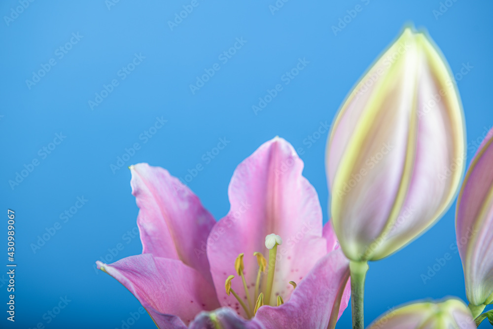 Magnifiques fleurs de Lys Vendôme sur fond bleu Magnifiques fleurs de Lys Vendôme sur fond bleu