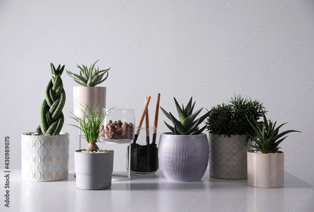 Beautiful houseplants and gardening tools on white table