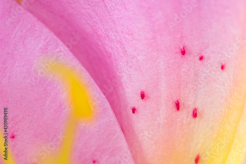 Macro detail inside a lily flower with stamens