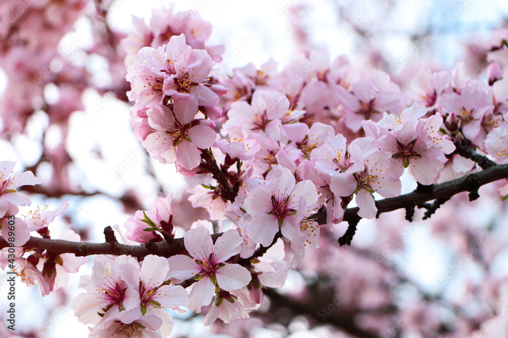 Delicate spring pink cherry blossoms on tree outdoors, closeup Delicate spring pink cherry blossoms on tree outdoors, closeup