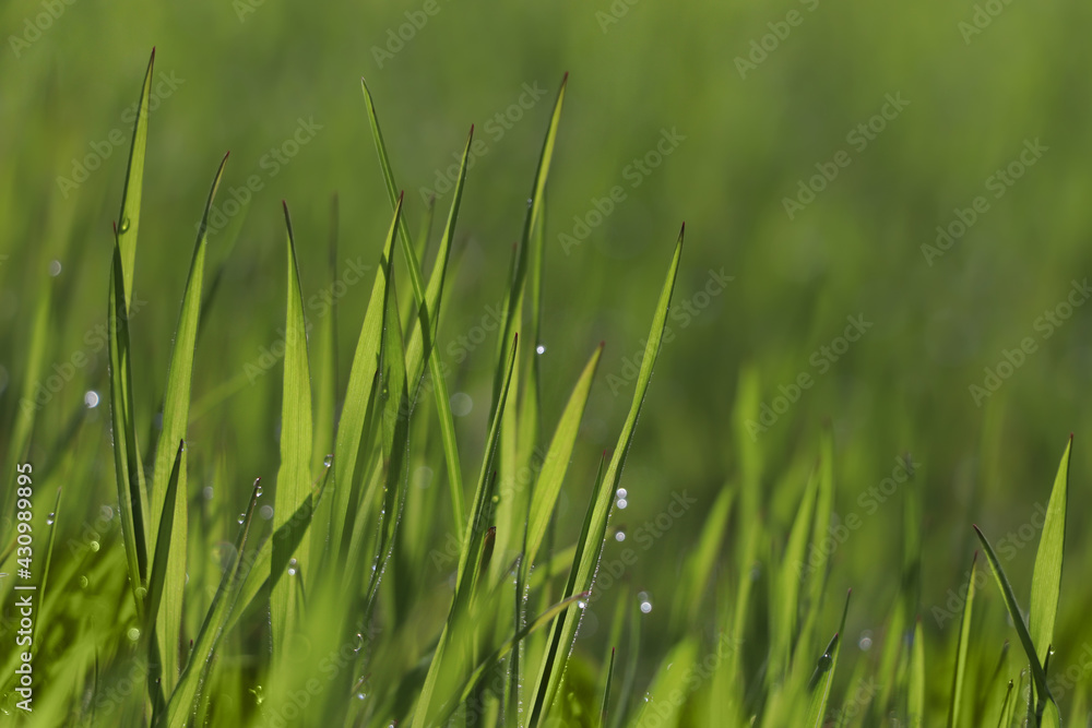 Fresh green grass with dew drops on spring morning, closeup.