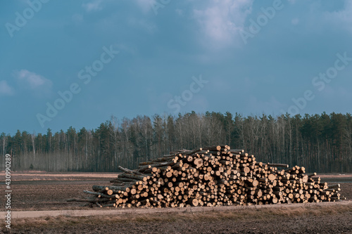 Pile of wood logs in the middle of the field..