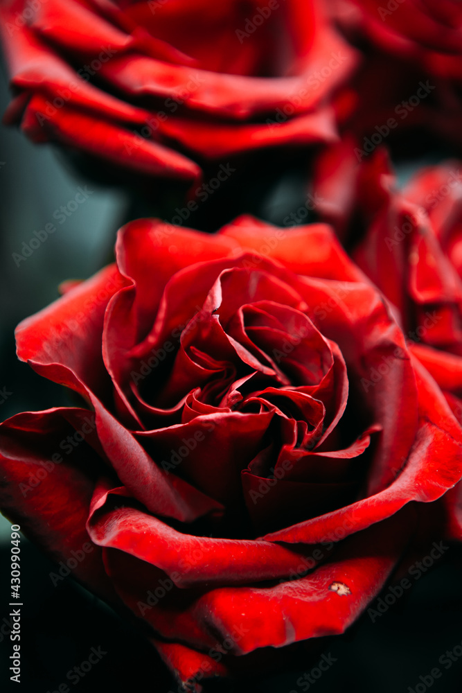 luxurious bouquet of large red roses close-up. low key photography, noir luxurious bouquet of large red roses close-up. low key photography, noir