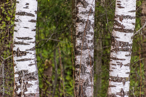 Three birch trunks in the spring..