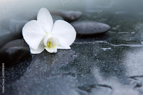 White orchid flower and stone with water drops isolated