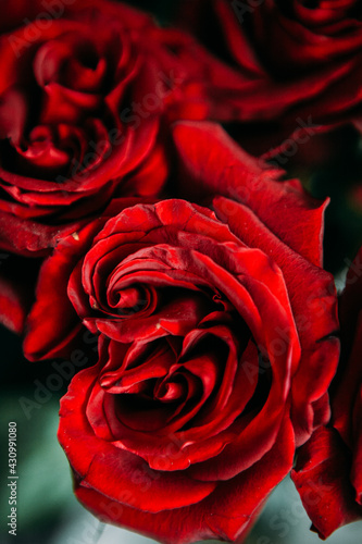 Fototapeta Naklejka Na Ścianę i Meble -  luxurious bouquet of large red roses close-up. low key photography, noir