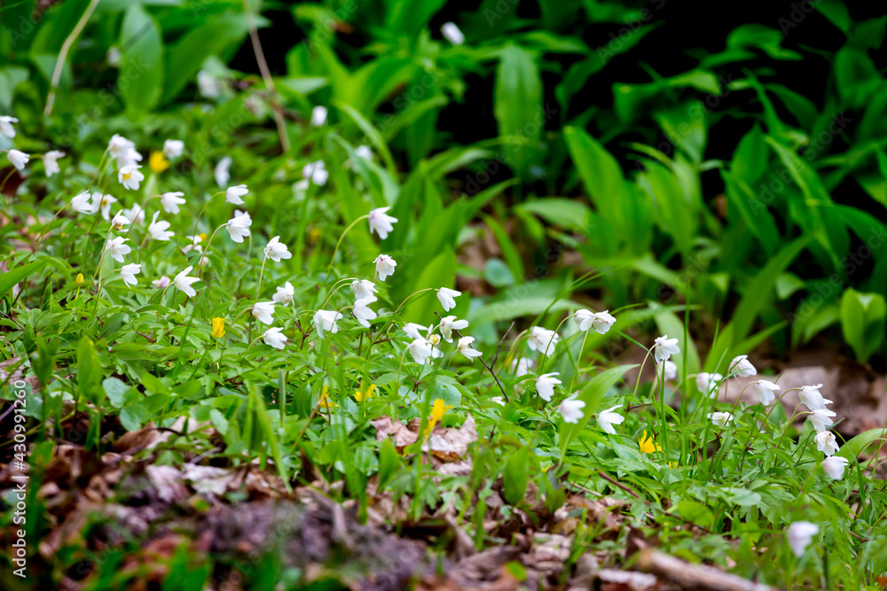 Wood anemone blooming in the park on the shore of the pond. Made in a shaded place, soft light, blurred background. Wood anemone blooming in the park on the shore of the pond. Made in a shaded place, soft light, blurred background.