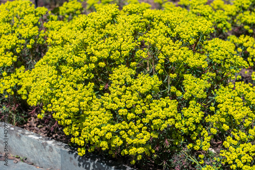 Euphorbia cyparissias Fens Ruby a spring summer evergreen flowering shrub plant with a  springtime summer yellow flower and commonly known as cypress spurge, stock photo image