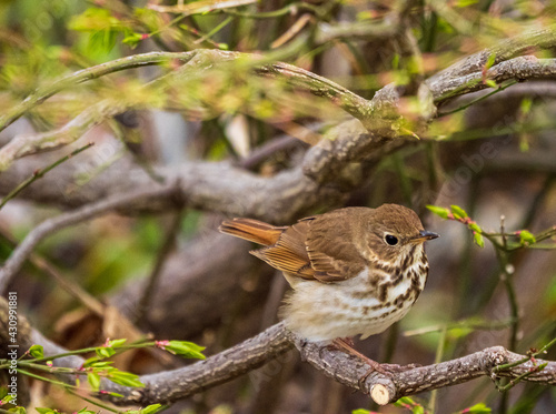 hermit thrush on a branch