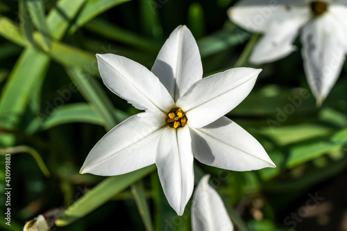 Ipheion 'Alberto Castillo' a spring flowering plant with a white springtime flower commonly known as starflower, stock photo image