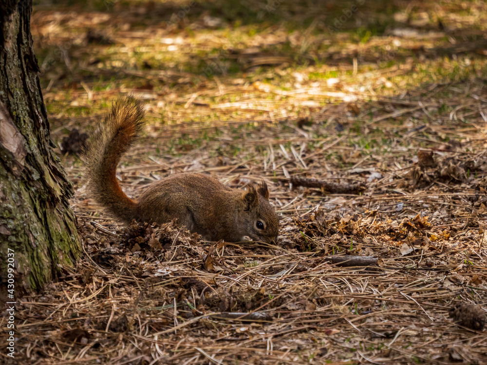 red squirrel foraging for food red squirrel foraging for food