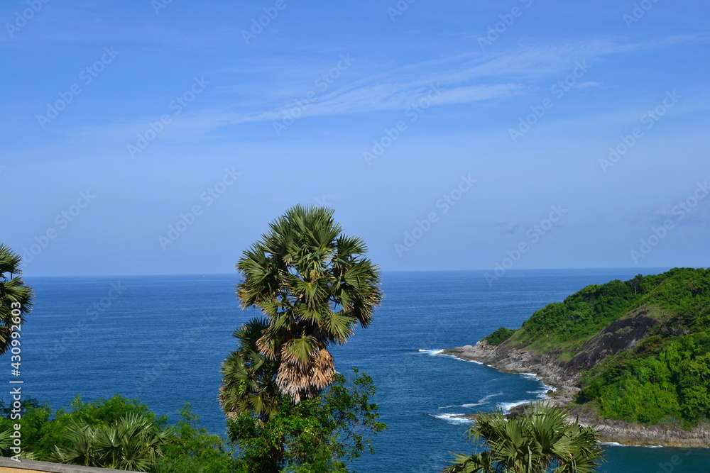 beach with palm trees