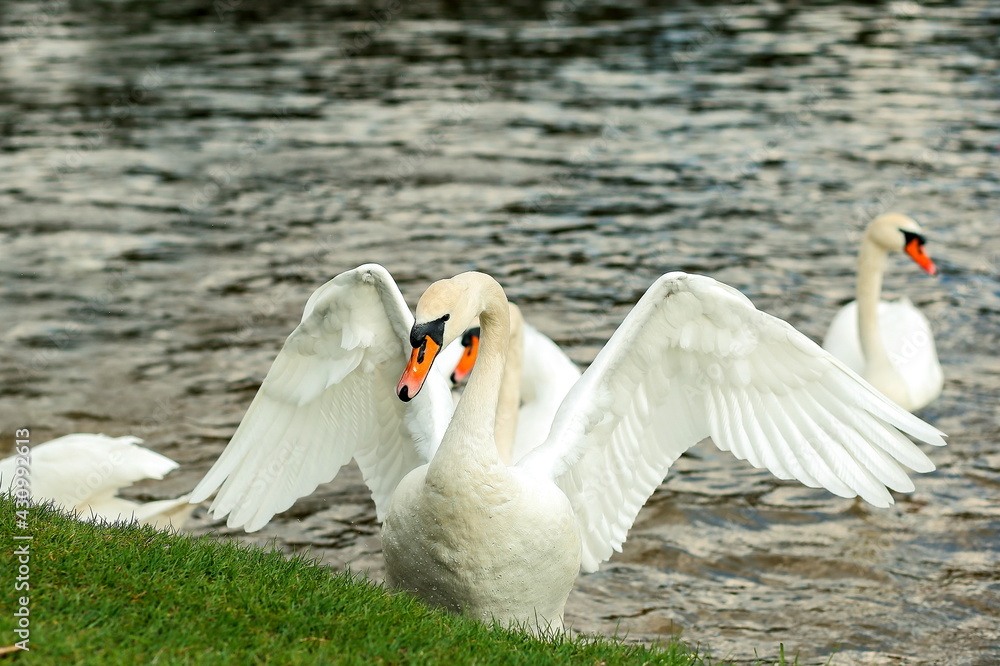Fototapeta premium A white swan flapped its wings near the shore