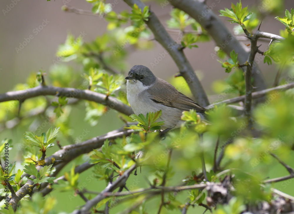 This year's first lesser whitethroat (Curruca curruca) was shot in a flowering bush with green leaves. Close-up detailed photo of a bird This year's first lesser whitethroat (Curruca curruca) was shot in a flowering bush with green leaves. Close-up detailed photo of a bird