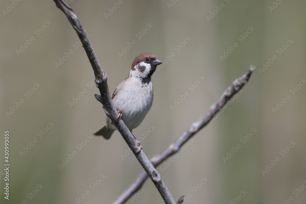 One The Eurasian tree sparrow (Passer montanus) sits on a branch in soft sunlight against a beautifully blurred background