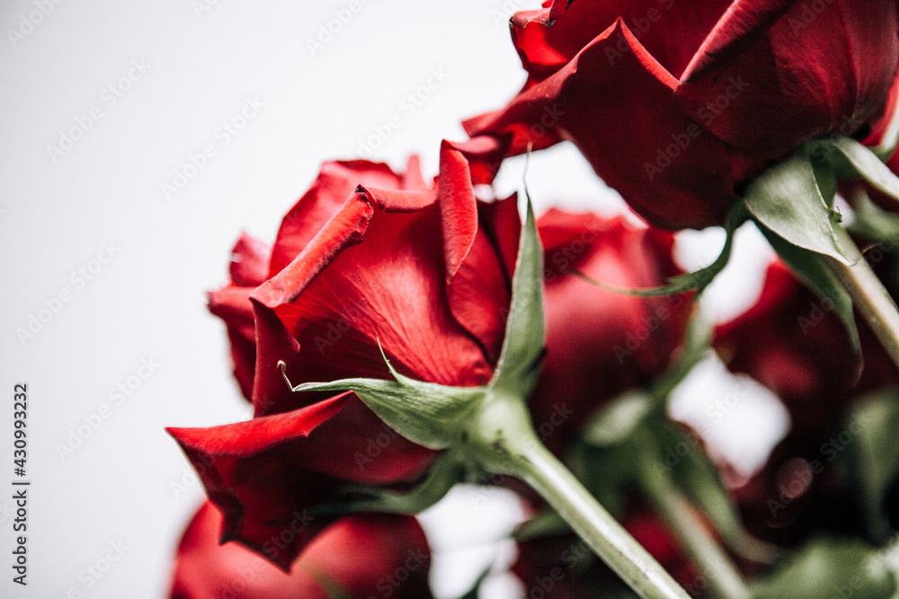 expensive bouquet of large red roses, background of many red roses expensive bouquet of large red roses, background of many red roses