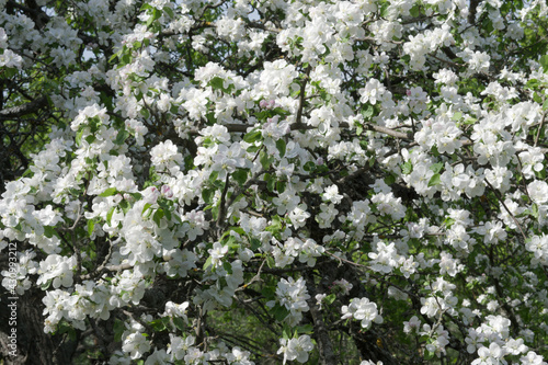 background of white flowers is cover wild plum. lush spring flowering of the fruit tree