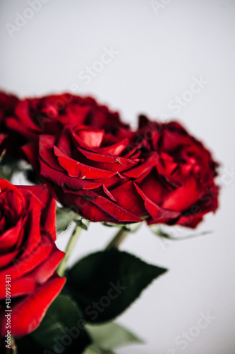 expensive bouquet of large red roses  background of many red roses