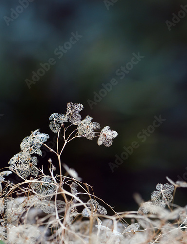 Delicate dead dried hydrangea flower skeletons. Autumn botanical background