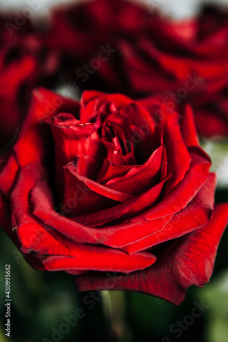 expensive bouquet of large red roses  background of many red roses