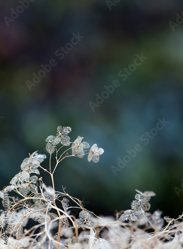 Delicate dead dried hydrangea flower skeletons. Autumn botanical background