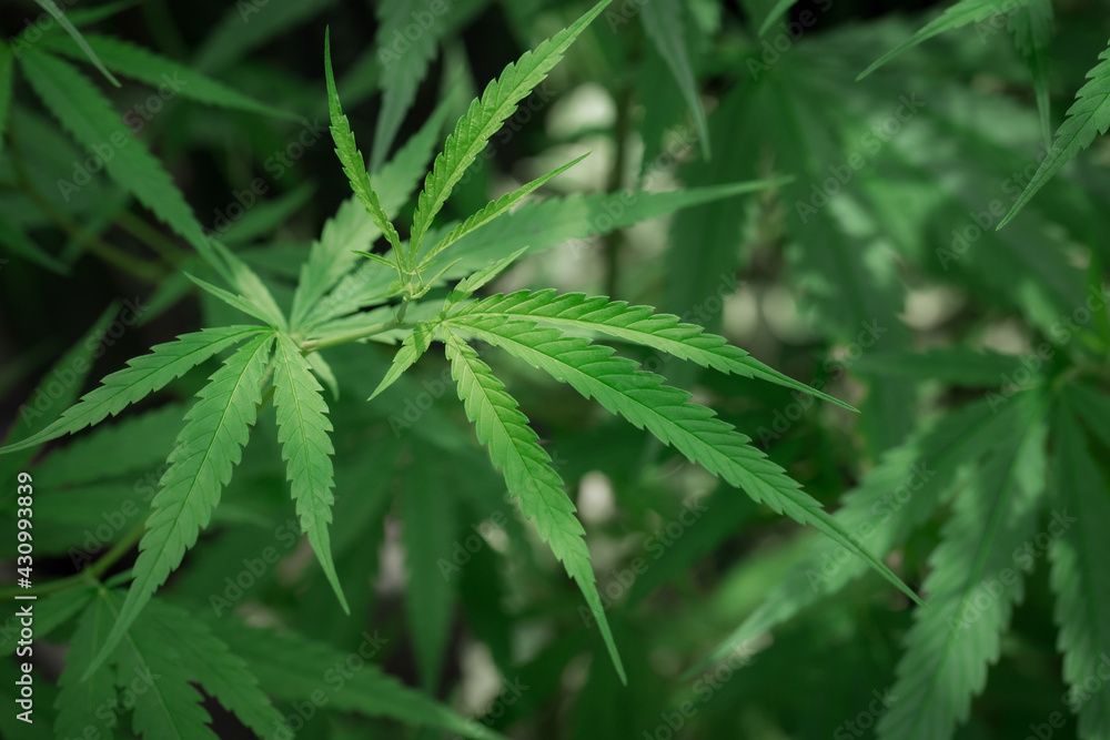 Beautiful background green cannabis flowers copy space Beautiful background green cannabis flowers copy space