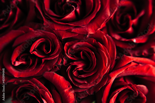 expensive bouquet of large red roses, background of many red roses