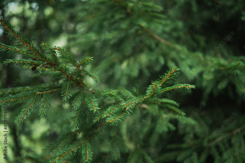 Green spruce branch in the summertime forest. Outdoors in the woods.