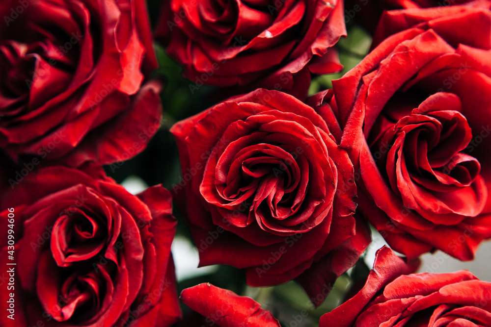 Fototapeta premium expensive bouquet of large red roses, background of many red roses