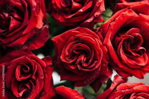 expensive bouquet of large red roses, background of many red roses