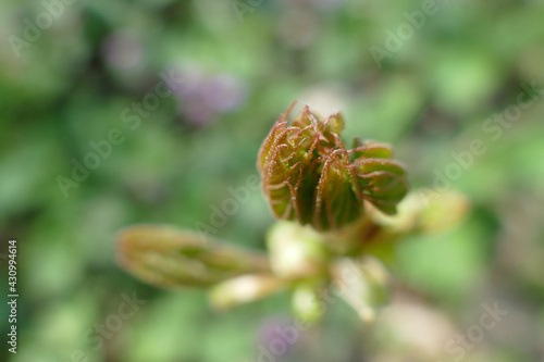 Closeup of budding leaves