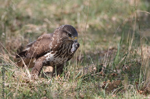 common buzzard (Buteo buteo) with prey mouse germany