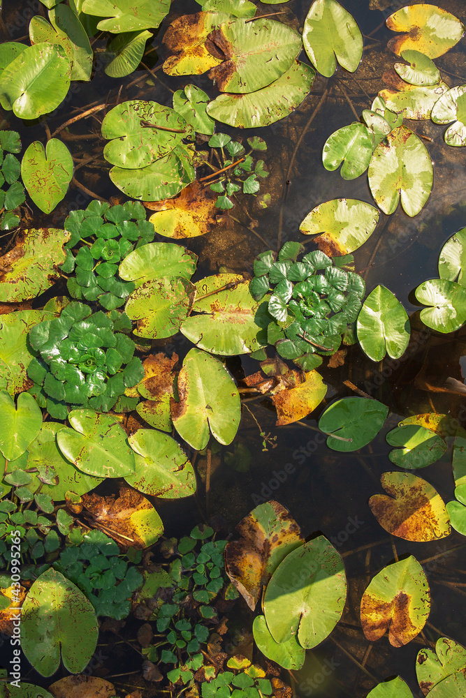 A background of leaves covering the surface of the lake A background of leaves covering the surface of the lake