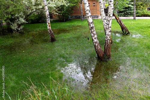 Fotografie Garden bushes, tree and green grass lawn covered with water due to snow melting thaw and flash high water at spring