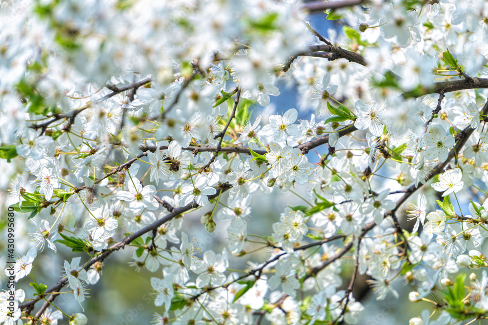 Delicate white cherry blossom. Spring holiday card Delicate white cherry blossom. Spring holiday card