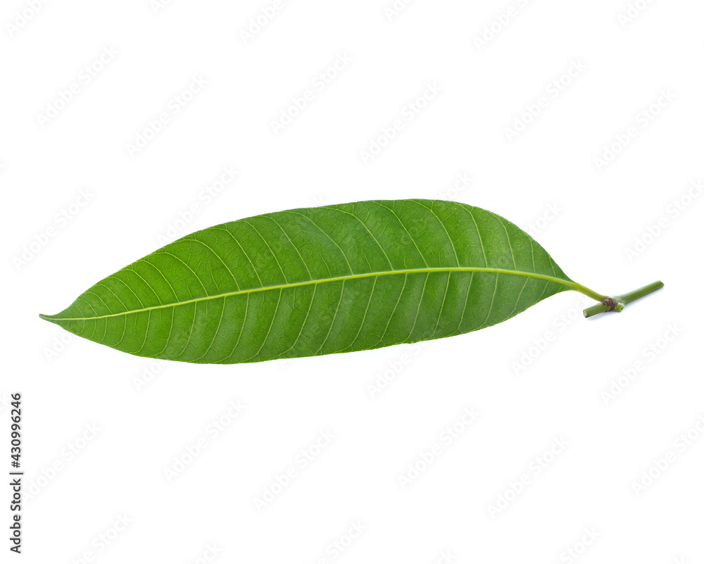 Obraz premium maprang leaf on a white background