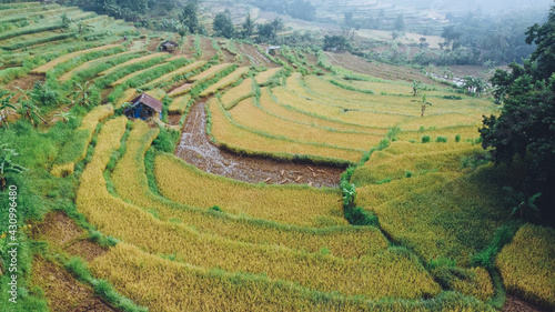 beautiful rice terraces pattern in Bantul Yogyakarta