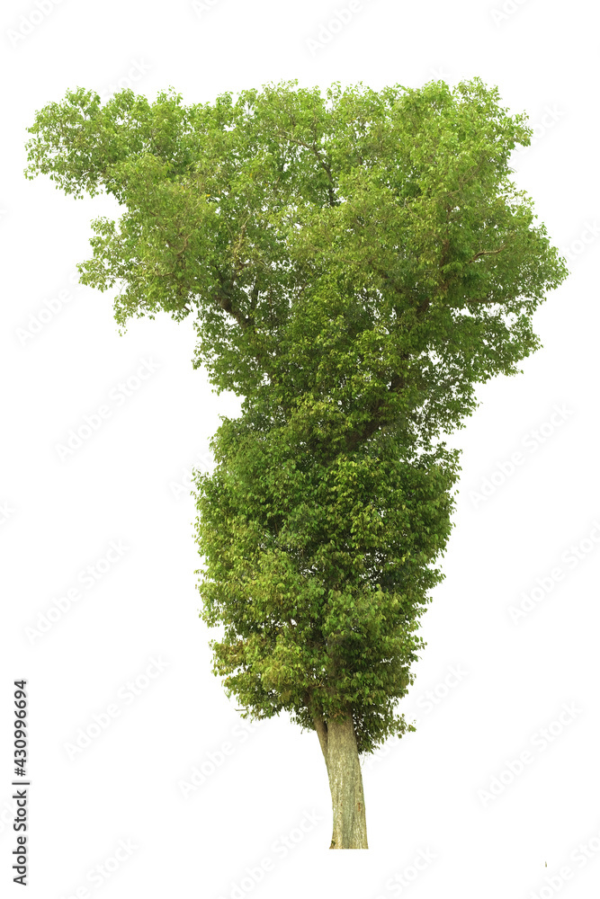 Fototapeta premium tree side view isolated on white background for landscape and architecture layout drawing, elements for environment and garden