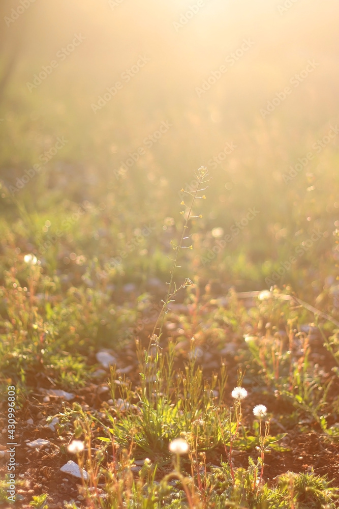 Wildflowers growing in the field, illuminated by warm golden hour light. Selective focus.