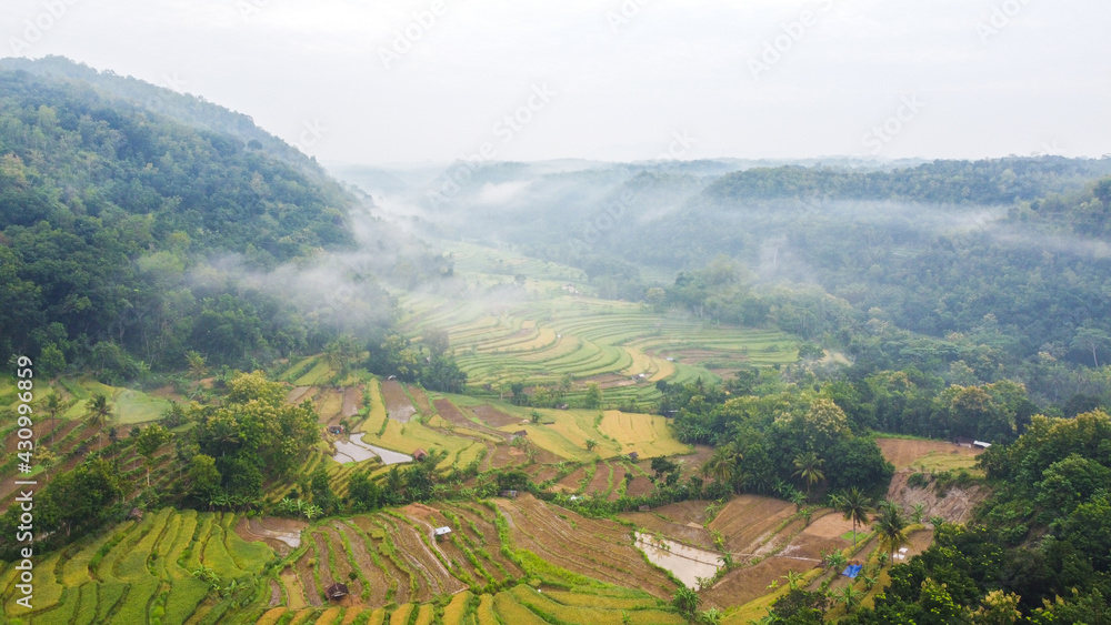 Fototapeta premium aerial view of rice fields among the hills with morning mist