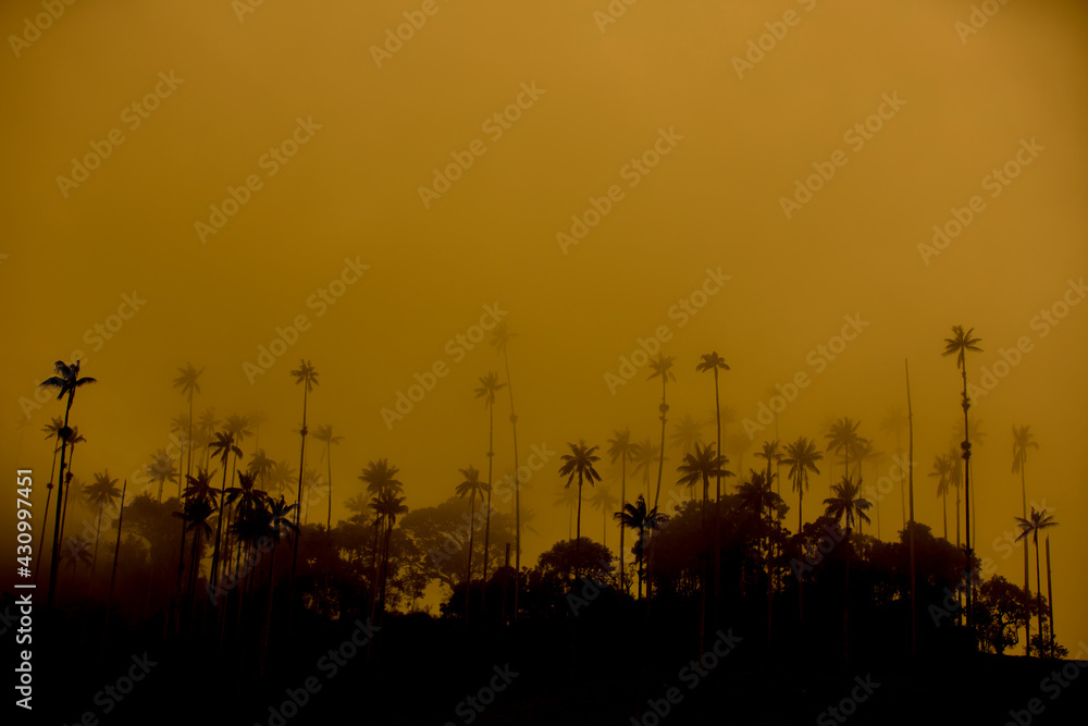 palm trees silhouette sunset in Colombia