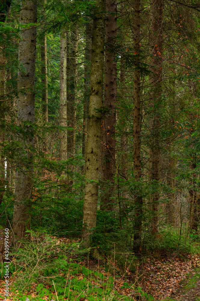 Green evergreen spruces and pines are covered with hoarfrost, morning frosts in the forest. Green evergreen spruces and pines are covered with hoarfrost, morning frosts in the forest.