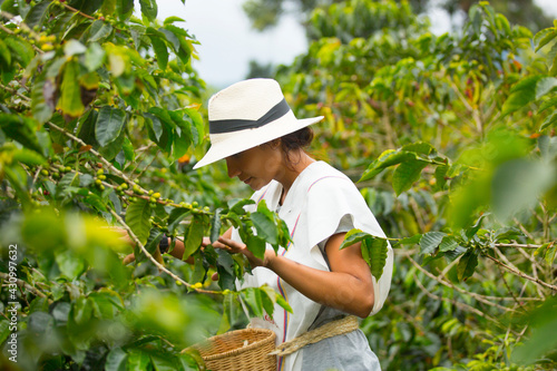 young woman picking up coffee beans in Colombia