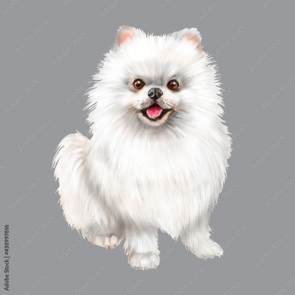 Watercolor illustrations of a white pomeranian, cute pet, friend dog, companion dog Watercolor illustrations of a white pomeranian, cute pet, friend dog, companion dog