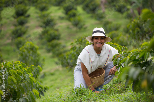 young woman picking up coffee beans in Colombia