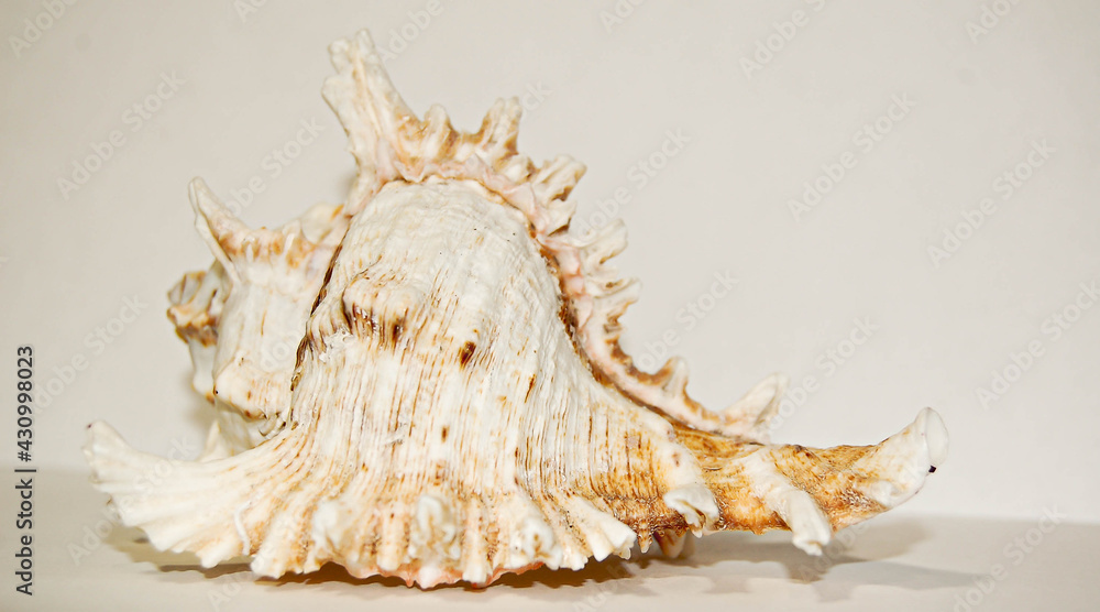 seashell