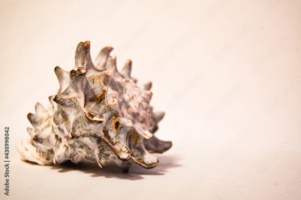 Obraz premium shell on the beach