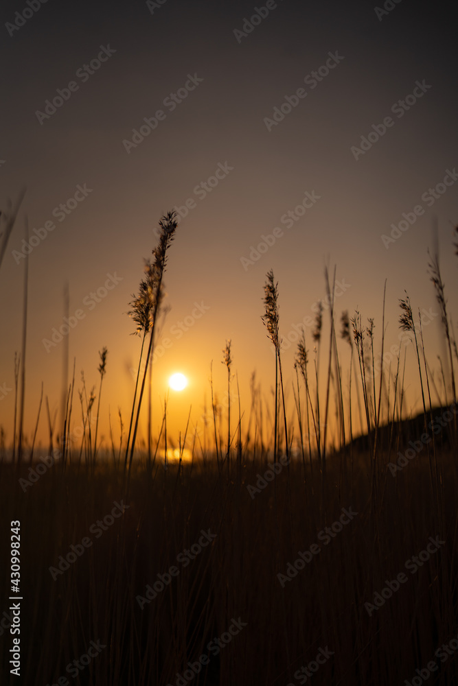 Wheatgrass at sunset
