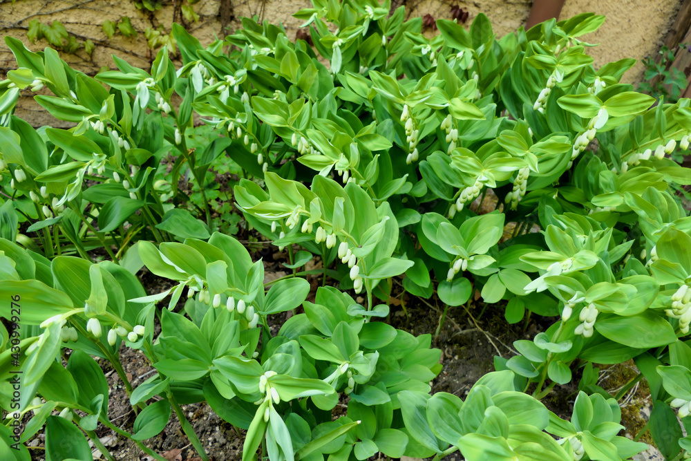 Solomons Seal (Polygonatum multiflorum) also known as King Solomons-seal
Solomons Seal (Polygonatum multiflorum) also known as King Solomons-seal