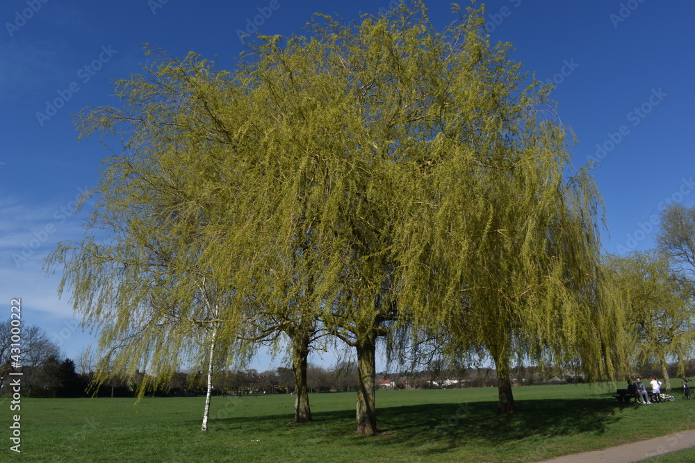 willow trees in the park. Essex, UK